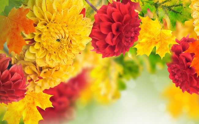 Обои картинки фото цветы, георгины, лепестки, бутоны, листья, желтый, красный, георгин