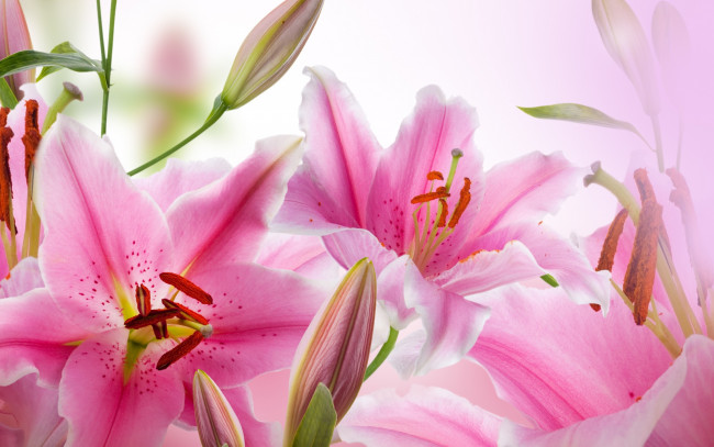 Обои картинки фото цветы, лилии,  лилейники, розовая, лилия, pink, lily, цветение, blossoms, листья, лепестки, бутоны, leaves, buds, petals