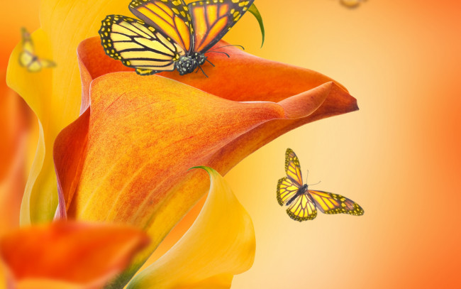 Обои картинки фото разное, компьютерный дизайн, butterflies, buds, каллы, calla, lilies, flowers, бабочки, цветы, бутоны