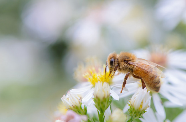 Обои картинки фото животные, пчелы,  осы,  шмели, собирает, пыльцу, пчела, цветы, белые