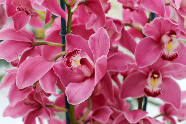 Обои картинки фото цветы, орхидеи, орхидея, лепестки, цветение, цветки