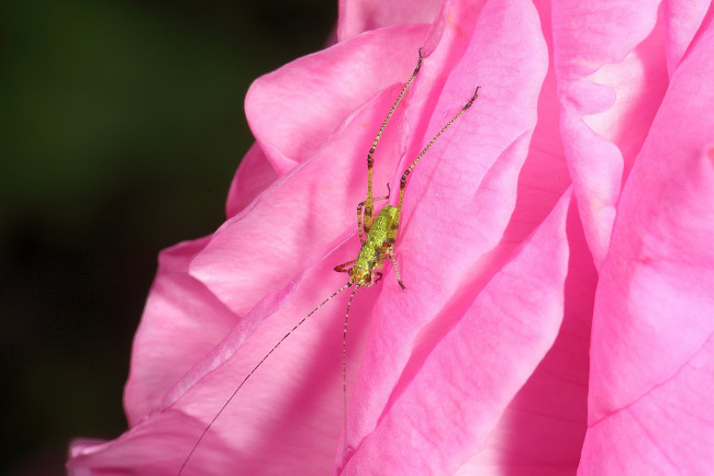 Обои картинки фото животные, кузнечики,  саранча, кузнечик, розовый, лепестки, цветок, макро, зелёный, насекомое