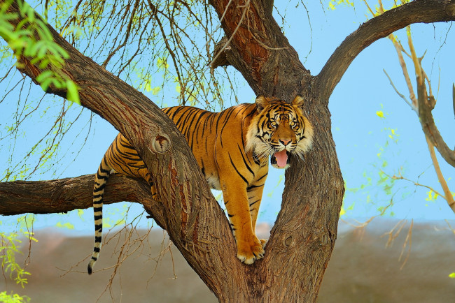 Обои картинки фото животные, тигры, хищник, суматранский, тигр, морда, дерево