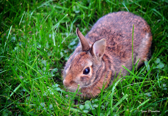 Картинка животные кролики +зайцы кролик луг трава