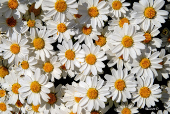 Картинка цветы ромашки лепестки белый