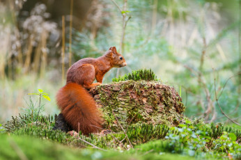 обоя животные, белки, пенек, белка, emi, grass, forest, moss, мох, трава, squirrel, природа, лес