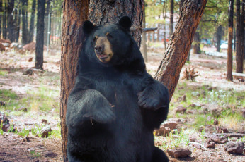 Картинка животные медведи дерево медведь