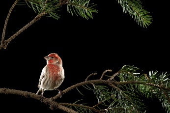 Картинка животные птицы птица листья ветка ночь