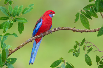 Картинка животные попугаи попугай яркий птица ветка