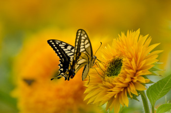 Картинка животные бабочки +мотыльки +моли желтый бабочка яркий подсолнух