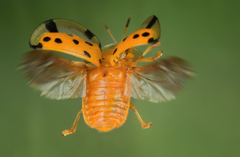Картинка животные насекомые жучок