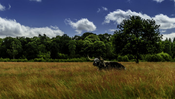 Картинка животные коровы +буйволы поле трава бык