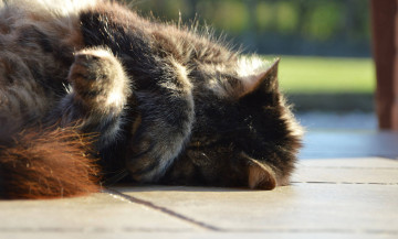 Картинка животные коты киса кот спит