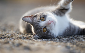 Картинка животные коты фон взгляд ушки кошка кот коте киса