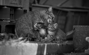 Картинка животные коты мойдодыр малыши материнство котята кошка монохром чёрно-белая