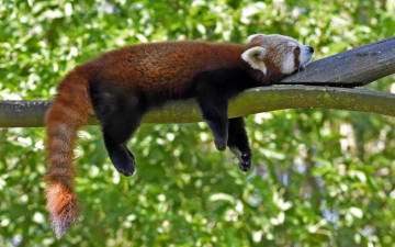 Картинка животные панды малая панда firefox красная профиль отдых сон