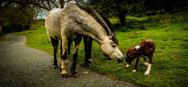 Обои картинки фото животные, разные вместе, нюхаются, собака, пёс, лошадь, луг