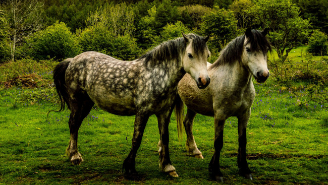 Обои картинки фото животные, лошади, луг