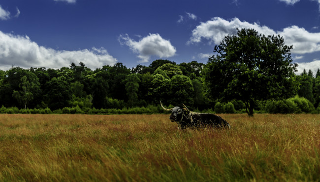 Обои картинки фото животные, коровы,  буйволы, поле, трава, бык