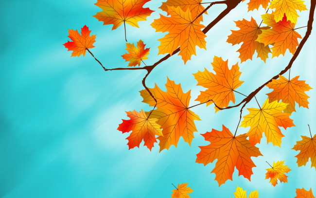 Обои картинки фото векторная графика, природа , nature, autumn, листья, maple, leaves, фон, осенние