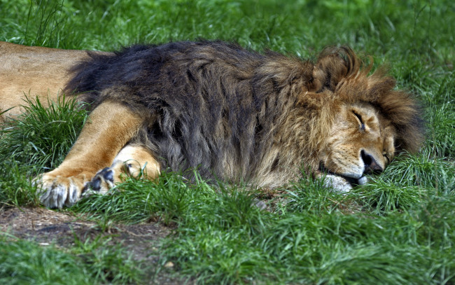 Обои картинки фото животные, львы, лев, трава, сон, отдых, кошка
