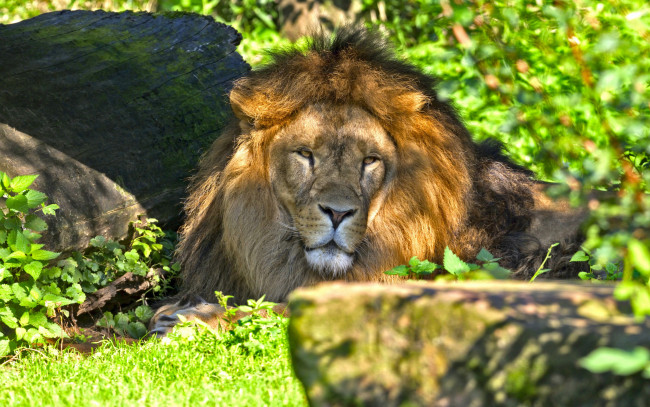 Обои картинки фото животные, львы, тень, кошка, морда, трава, лев