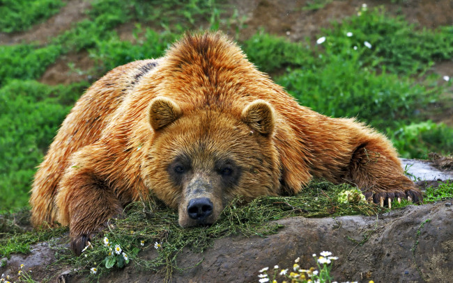 Обои картинки фото животные, медведи, медведь, отдых, мишка, взгляд, морда