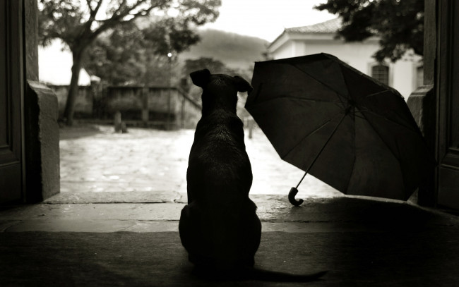 Обои картинки фото животные, собаки, собака, порог, двор, зонт, спина, пес