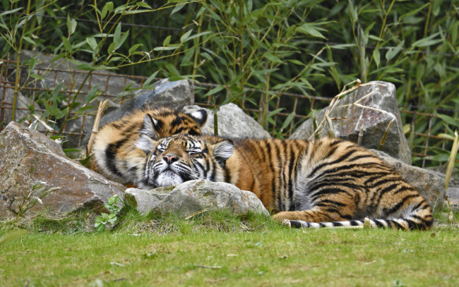 Обои картинки фото животные, тигры, сон, кошки, амурский, тигр, трава, пара, отдых