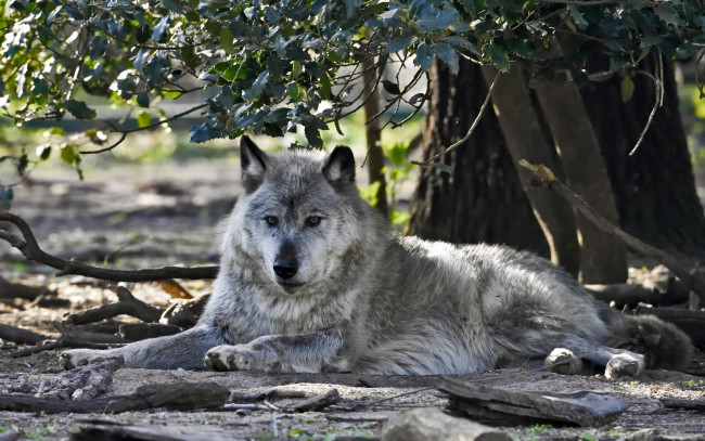 Обои картинки фото животные, волки,  койоты,  шакалы, ветки, отдых, хищник, волк