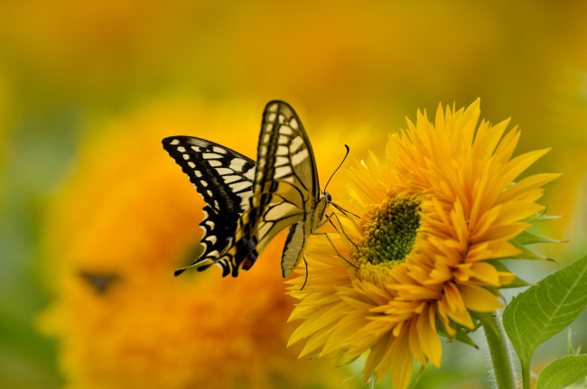Обои картинки фото животные, бабочки,  мотыльки,  моли, желтый, бабочка, яркий, подсолнух