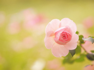 Картинка цветы розы роза лепестки макро боке