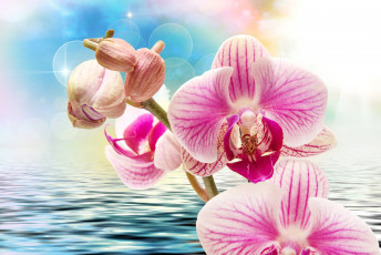 Картинка цветы орхидеи фон крупным планом боке вода рябь розовые блики