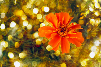 Картинка цветы бархатцы