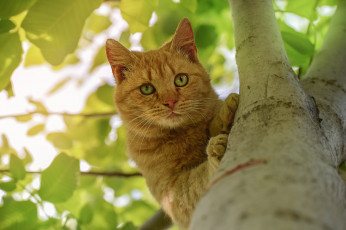 Картинка животные коты кот рыжий на дереве взгляд дерево
