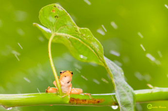 Картинка животные лягушки лягушка лист