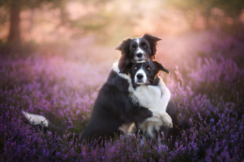 Картинка животные собаки боке бордер-колли две друзья парочка дружба вереск