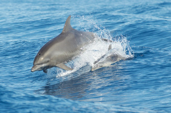 обоя животные, дельфины, море