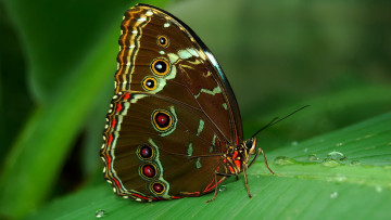 Картинка животные бабочки +мотыльки +моли лист коричневая бабочка капли