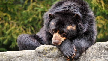 Картинка животные медведи черный камень барибал медведь