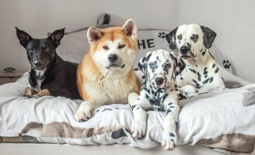 Картинка животные собаки акита-ину друзья долматинцы кровать квартет дворняга