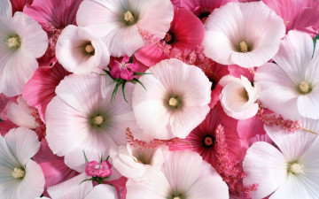 Картинка цветы лаватера бутоны