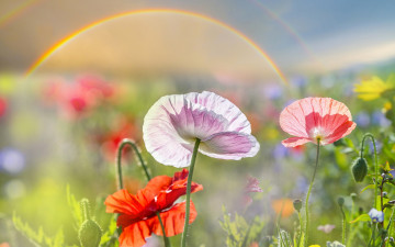 Картинка цветы маки крупным планом боке лето солнце блики поле макро