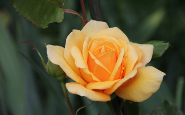 Картинка цветы розы жёлтая роза лепестки бутон