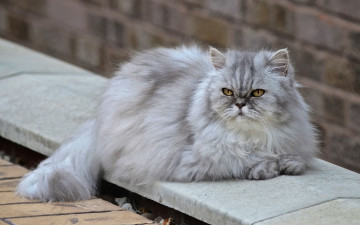 Картинка животные коты кошка пушистая персидская