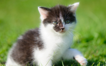 Картинка животные коты лапка боке малыш котёнок