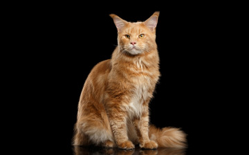 Картинка животные коты мейн-кун рыжий черный фон кот