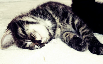 Картинка животные коты полосатый сон кот серый