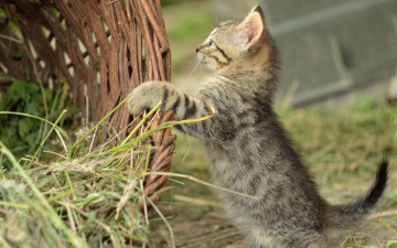 Картинка животные коты трава котёнок корзина