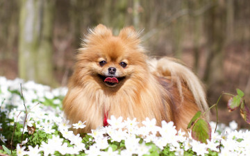 Картинка животные собаки пёсик цветы собака померанский шпиц ветреница дубравная